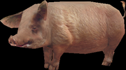Pig