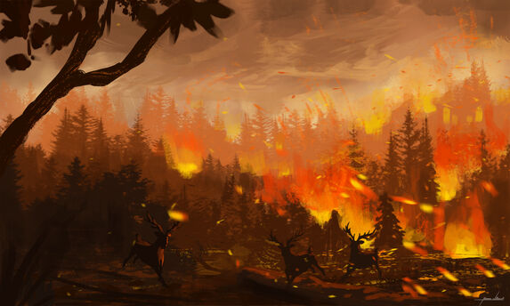 289020 wartynewt forest-fire