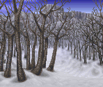 White Birch Forest (ToP)