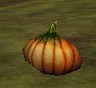 Pumpkin Live