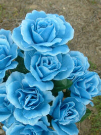 Blue Roses1