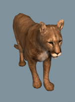 Puma animus