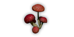 Funghi
