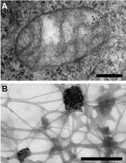 Cell research