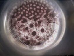 ACIMolecularMachine