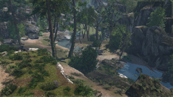 Old growth forest-0
