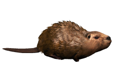 ACRO Castor