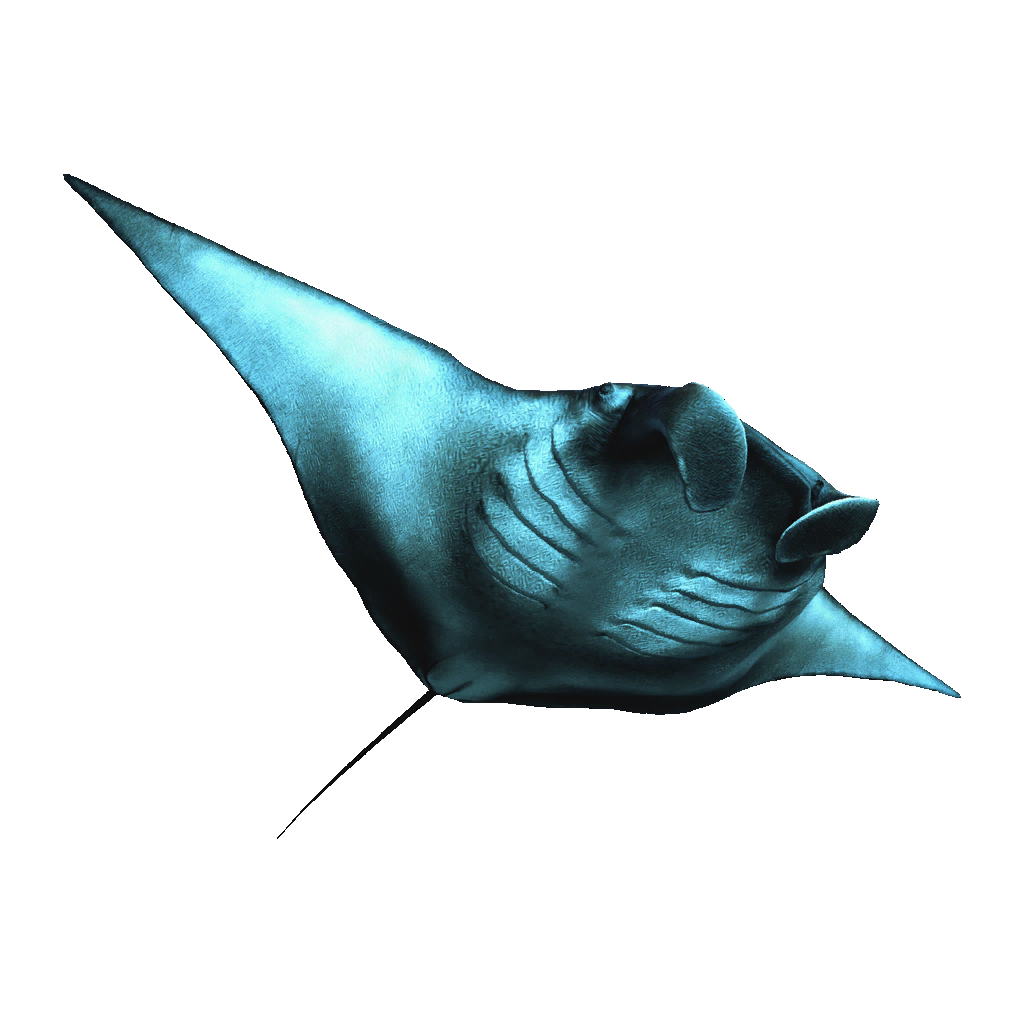 Database: Manta Ray | Assassin's Creed Wiki | FANDOM powered by Wikia