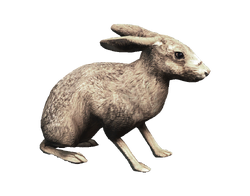 ACRO Lièvre