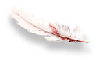 AssassinsCreedFeather