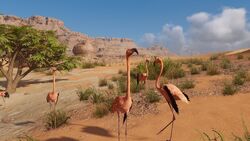 ACO Flamingos