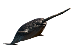 ACRO Narval