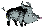 Wild boar