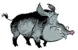 Sanglier2