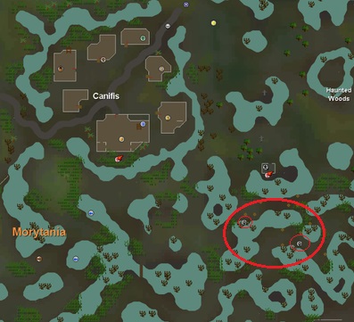 Location of Swamp Lizards