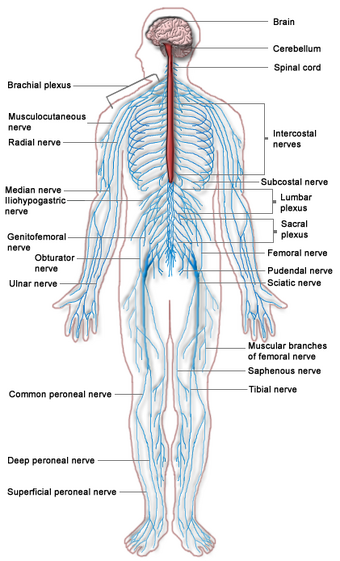 Central Nervous System Athlepedia The Athletics Wiki Fandom