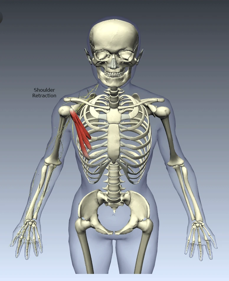 Pectoralis Minor Syndrome Athlepedia, The Athletics Wiki Fandom