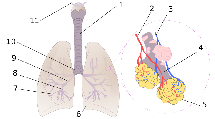 Respiratory System | Athlepedia, The Athletics Wiki | FANDOM powered by