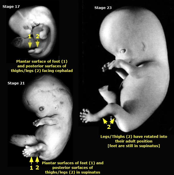 Foot Embryology First Trimester of Gestation Athlepedia, The