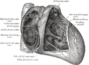 Grays heart