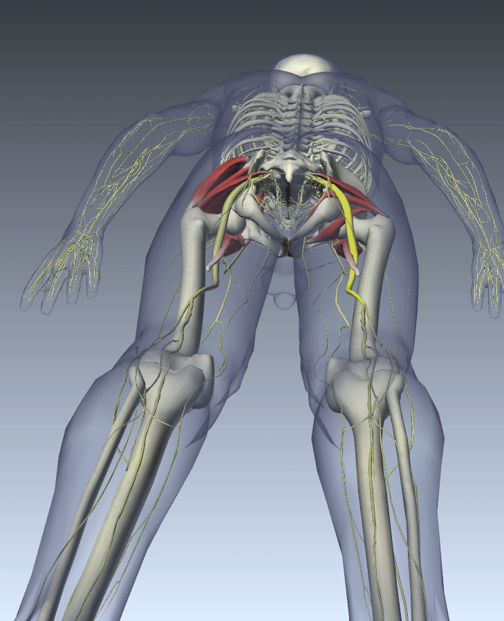 Anatomy . Sciatic Nerve/Piriformis Muscle | Athlepedia, The Athletics