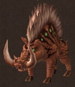 Boar