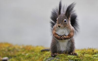 Tuft