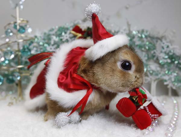 Image Cute Christmas Animal Bunny Santa Hat Suit Jpg Austin Cute Christmas Animal Bunny Santa Hat Suit Jpg