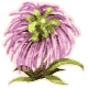 26HowlGrass