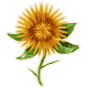 27CatFlower