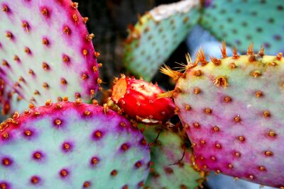 Pricklepear