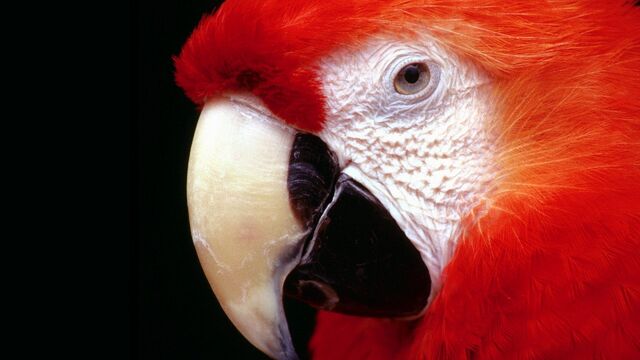 File:Paca red.jpg