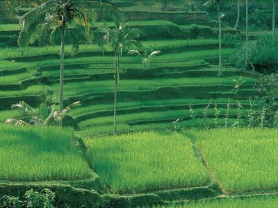 Greening2