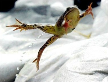 Frogthrow