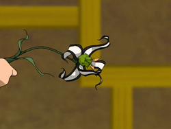 Panda lily