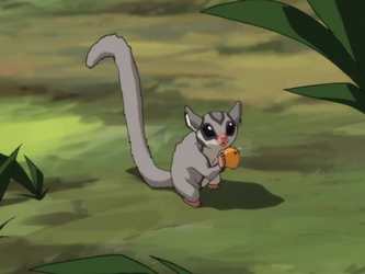 sugar glider avatar wiki