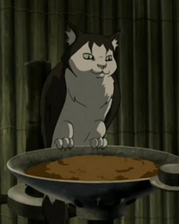 Cat Owl Avatar Wiki Fandom