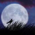 Thumbnail for version as of 00:41, July 21, 2012