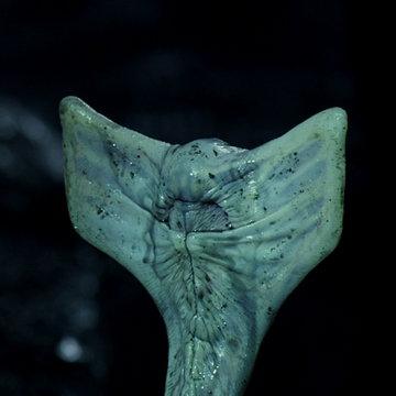 Hammerpede Xenopedia Fandom