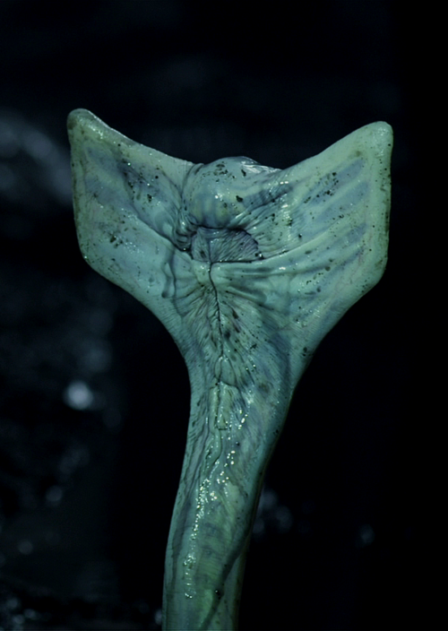Hammerpede | Xenopedia | Fandom diagram of covenant 