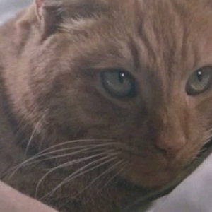 Jones Cat Xenopedia Fandom