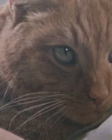 Cat Xenopedia Fandom