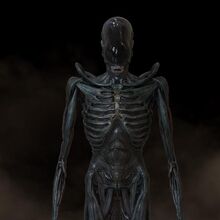 Praetomorph Xenopedia Fandom