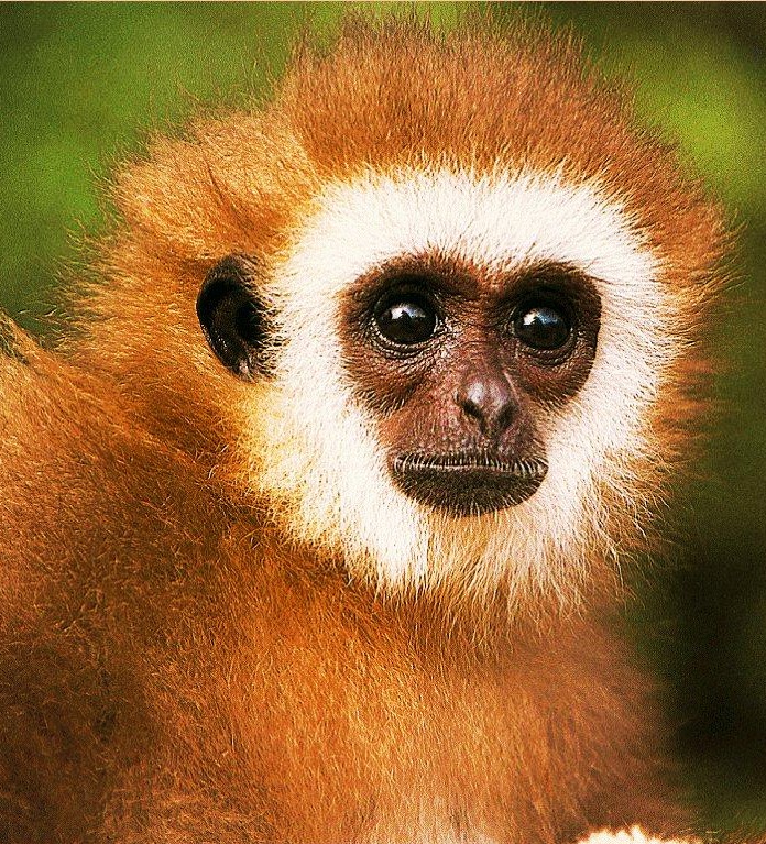 Monkeys Island Mac Monkeys Island Mac