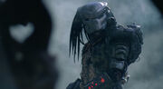 Predator searching for Dutch