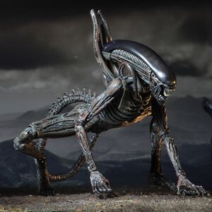Praetomorph Xenopedia Fandom