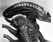 01061 Alien Sibthorp