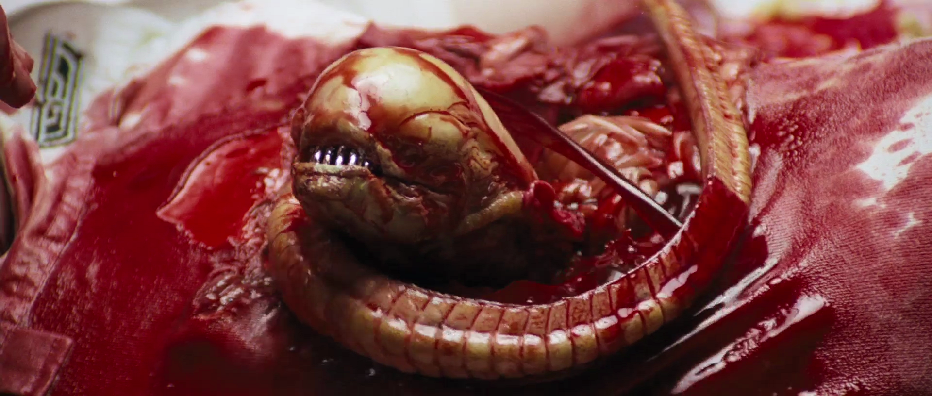 Chestburster | Xenopedia | FANDOM powered by Wikia1920 x 816