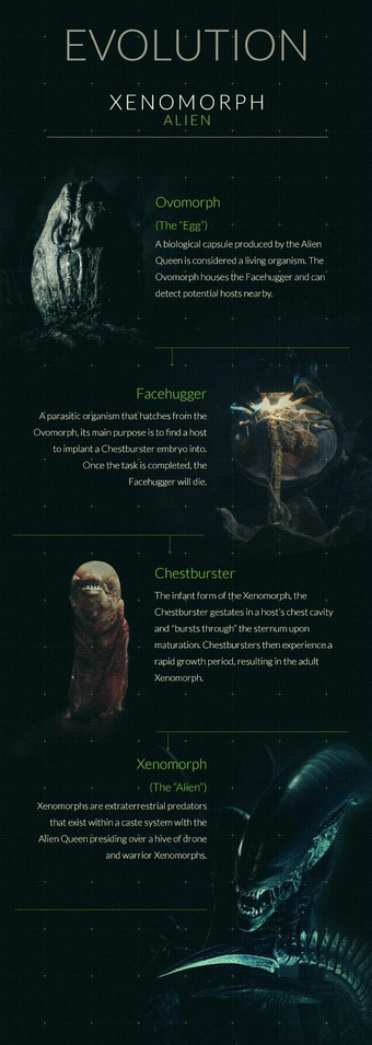 Alien Xenomorph Stages