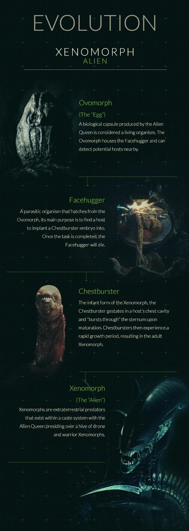Alien Xenomorph Facts